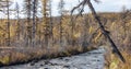 Swampy autumn larch taiga in northern Siberia