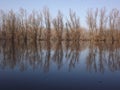 Swampy autumn, sunny landscape.