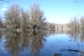 Swampy autumn, sunny landscape