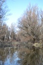 Swampy autumn, sunny landscape