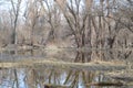 Swampy autumn, sunny landscape