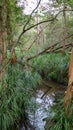 Swampy dense forest with trees, tall grass, ferns and a creek on a cloudy morning.