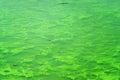 Swampy green dirty lake. Green algae pollution on a water surface. Royalty Free Stock Photo