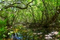 Swampy inlet in the woods