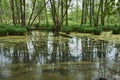 The swampy lake with a lemna in a forest