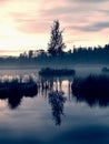 Swampy lake with mirror water level in mysterious forest, young tree on island in middle. Fresh green color of herbs and grass, b