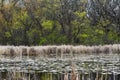 Swampy Part of Lake with Lily Pads and Cattails Royalty Free Stock Photo