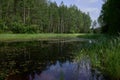 a swampy pond in the forest on peat bogs Royalty Free Stock Photo