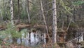A swampy pond with leaves in the forest during the fall Royalty Free Stock Photo