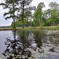 Swampy southern forest swamp lake sypress water Royalty Free Stock Photo