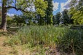 Swampy terrain in city park next to Keutelbeek stream wild grass and reeds surrounded by trees