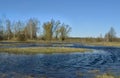 Swampy terrain. The flood of the river Pripyat.Belarus.