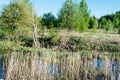 The swampy terrain with high dry grass, curved birches, young green trees, spring sunset time