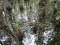 Swampy water with cypress knees Royalty Free Stock Photo