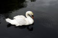 Swan-1