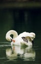 Swan Royalty Free Stock Photo