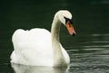 Swan Royalty Free Stock Photo