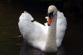 Swan Royalty Free Stock Photo