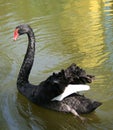 Swan Royalty Free Stock Photo