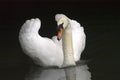 Swan