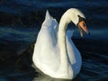 Swan