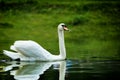 Swan Royalty Free Stock Photo