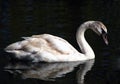 Swan