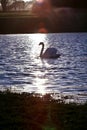 Swan Royalty Free Stock Photo