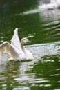 Swan Royalty Free Stock Photo