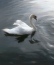 Swan