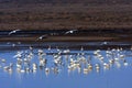 Swan Royalty Free Stock Photo