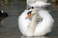 Swan at Abbotsbury Swannery