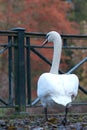 Swan in Autumn