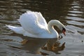 Swan admiring reflection