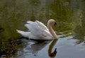 Swan admiring reflection in pond
