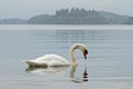 Swan admiring reflection