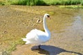 Swan in all growth ashore Royalty Free Stock Photo