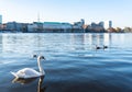 Swan on Alster Lake in Hamburg, Germany