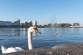 Swan on Alster Lake in Hamburg, Germany