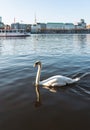 Swan on Alster Lake in Hamburg, Germany