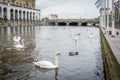 Swan in Alster river in Hamburg