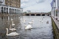 Swan in Alster river in Hamburg