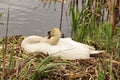 Swan amongst the reeds on nest waiting for eggs to hatch