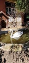 swan in animal rescue station Royalty Free Stock Photo