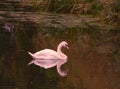 A swan (Anserinae, Anatidae, Cygnus) and her reflection glide over a lake