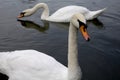 Swans Royalty Free Stock Photo