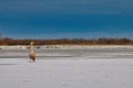 Swan atop a frozen river, surrounded by a wintery landscape Royalty Free Stock Photo