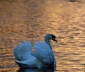 Swan autumn colours