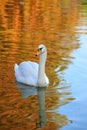 Swan