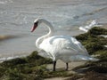 Swan on the autumn shore of the Sea of Azov Royalty Free Stock Photo